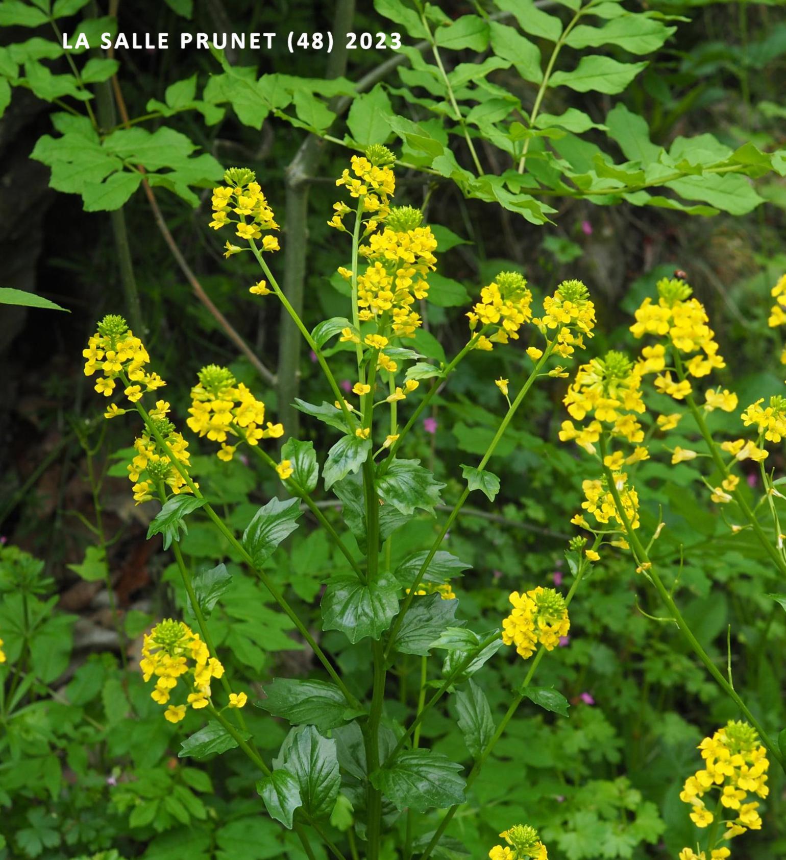 Winter Cress